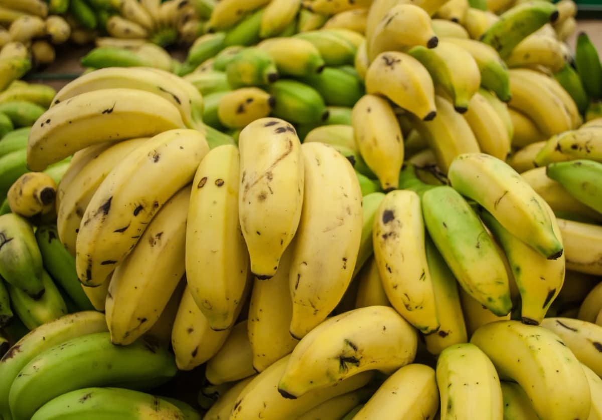Impulsan el control biológico en cultivos de banano