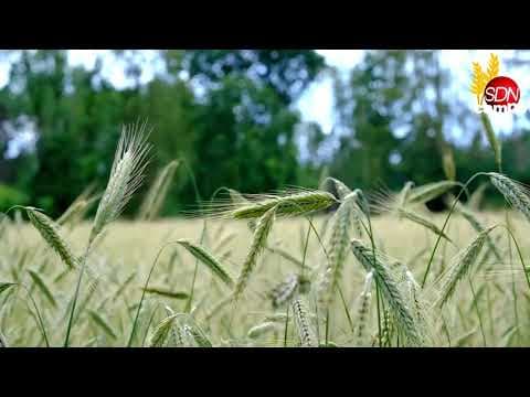 Cotización de granos hoy: Rosario y Chicago 11 de Septiembre de 2025 – Informa Luis Ciucci