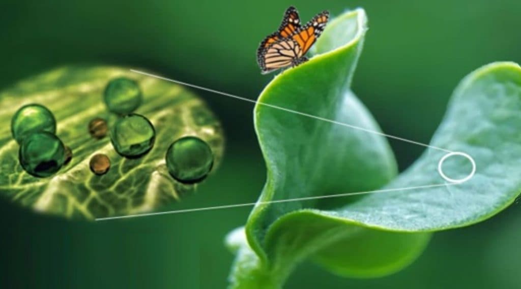 Los nanofertilizantes mejoran la eficiencia del nitrógeno en cultivos extensivos