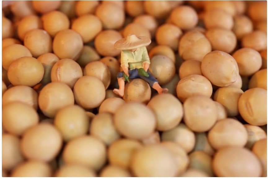 China podría dejar de ser el gran cliente en soja