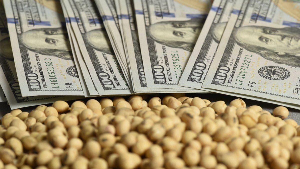 SDN Campo: Los granos operan a la baja en Chicago mientras el mercado local sostiene valores en dólares